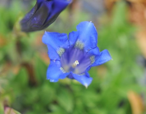 Blue trumpets with some green in the throat