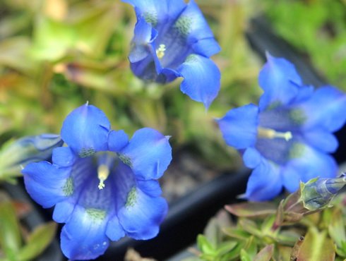 Nice big blue flowers over green foliage