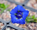 Deep blue open faced trumpet flowers