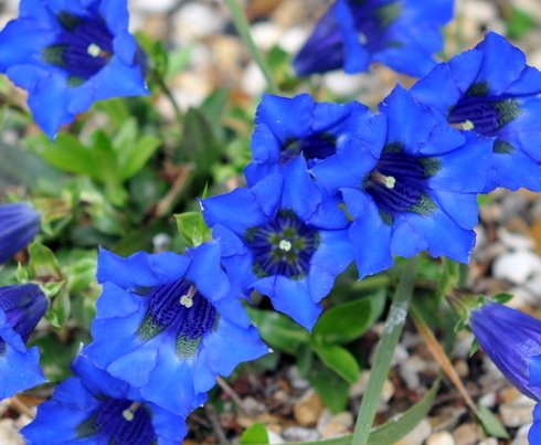 Lovely perfect blue trumpet shaped flowers.