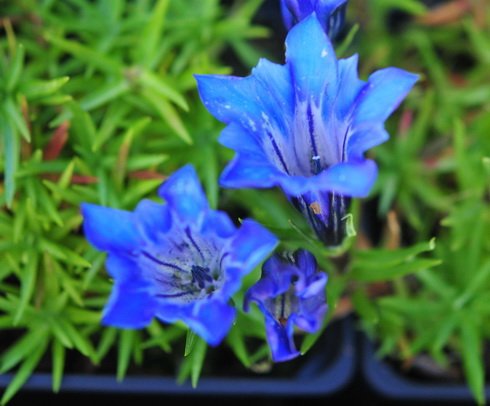 Big mid blue flowers
