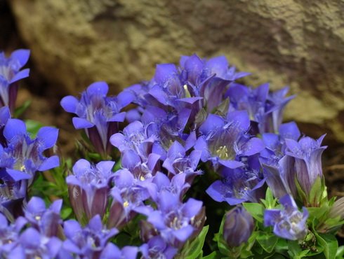 Lovely furry blue flowers in summer