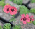 Geranium Jolly Jewel Salmon