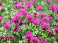 Deepest pink to purplish flowers in summer.