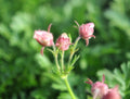 Soft pink flowers in bunches of three over feathery foliage.