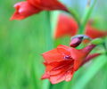Scarlet red tubular flowers on a dwarf plant.