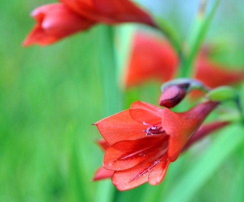 Scarlet red tubular flowers on a dwarf plant.