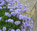 Blue soft pom pom like flowers over glossy green foliage.