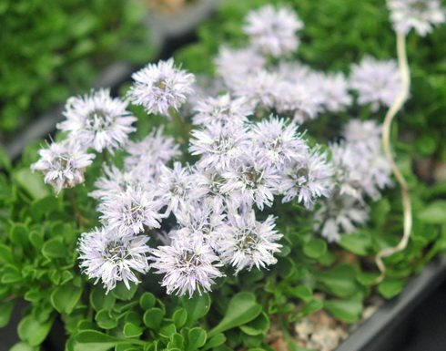 Blue soft pom pom like flowers over glossy green foliage.