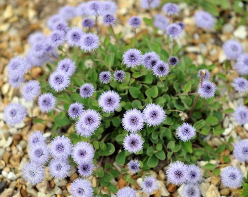 Rich purple flowerheads on top of silvery green foliage.
