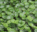 Rounded glossy apple green foliage