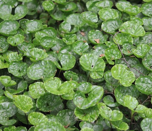 Rounded glossy apple green foliage