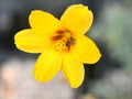 Bright golden yellow trumpet like flowers
