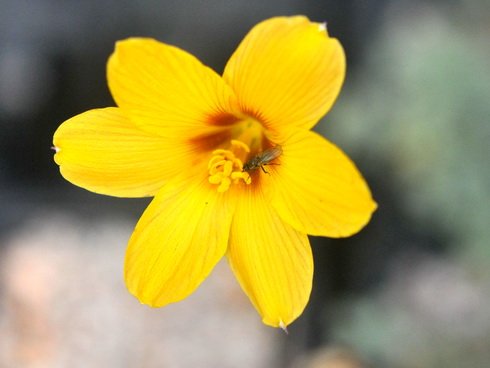 Bright golden yellow trumpet like flowers
