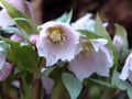 Exceptional pink flowers in early spring