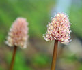 Pale pink flowers in dense pom pom like heads