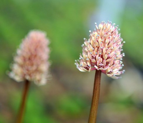 Pale pink flowers in dense pom pom like heads