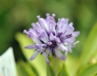 Heloniopsis tubiflora