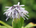 Unusual pale lavender flowers and rich green lanceolate foliage.