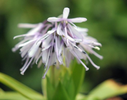 Unusual pale lavender flowers and rich green lanceolate foliage.
