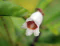 Tubular white flowers with marking in the throat