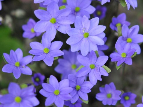 Rich blue flowers on erect stems