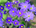 Rich blue flowers on erect stems