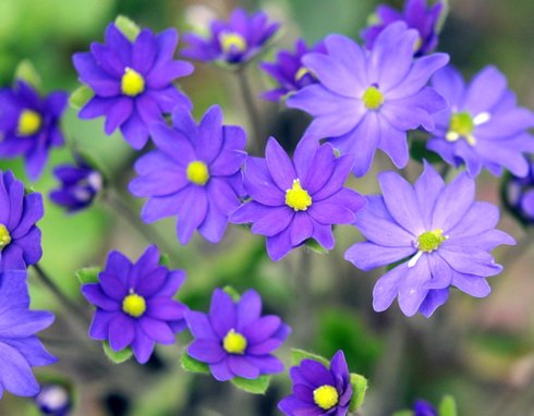 Rich blue flowers on erect stems
