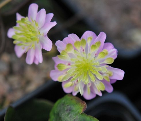 Good single pink with green petaloid stamens