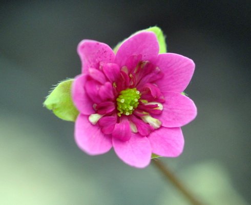 Strong cerise pink flowers
