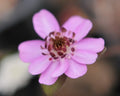 Strong pink flowers with red stamens