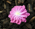 Full double pink being pale to the centre