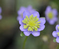 Nice blue petals with green petaloid stamens