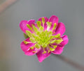 Single rich pink with green petaloid stamens
