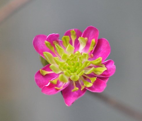 Single rich pink with green petaloid stamens