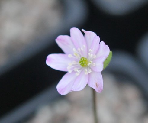 Palest pink buttercup like flowers
