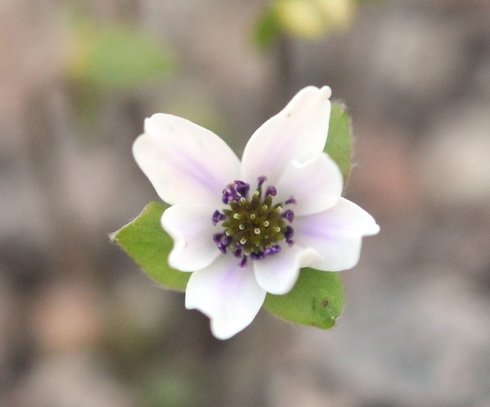 Two tone pink and white flowers
