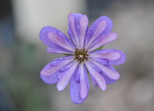 Pale purple single flowers with petaloid stamens