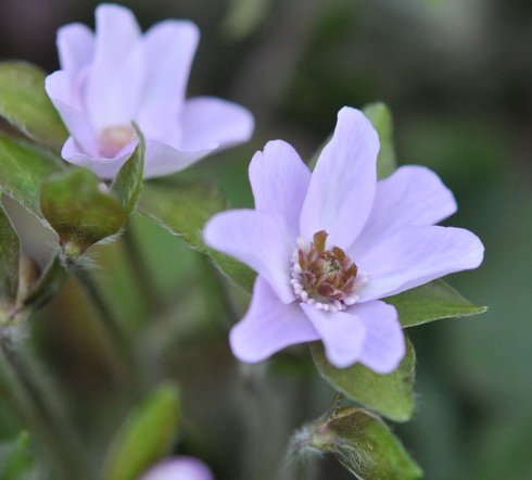 Pale lavender single flower with green petaloid stamens
