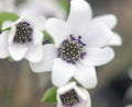 Clean white flowers with dark stamens