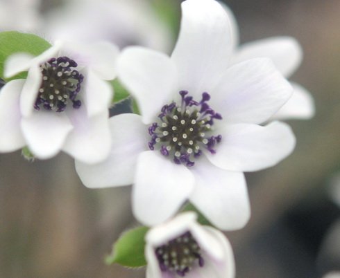 Clean white flowers with dark stamens