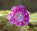 Strong pink double flowers