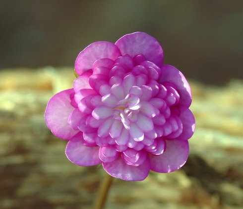 Strong pink double flowers