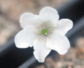 Clean white flowers with white stamens