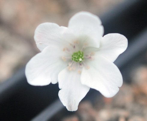 Clean white flowers with white stamens