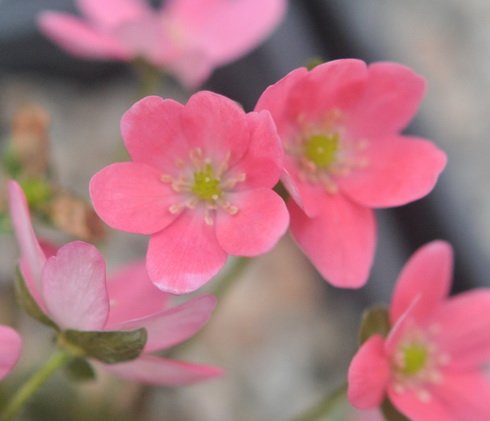 A very nice single flower of a salmon pink colour