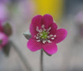 Strong pink flowers having white stamens
