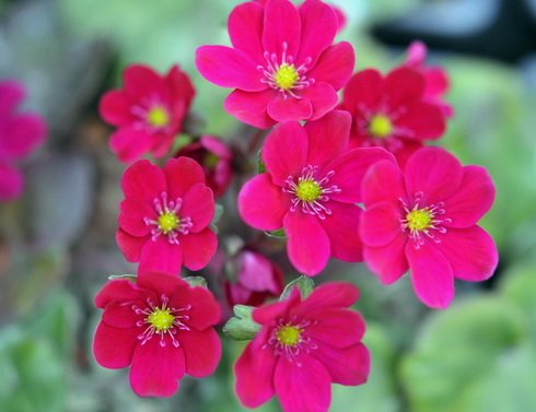 Rich crimson-red flowers