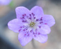 Single purple flowers with purple stamens