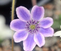 Big purple flowers with white zones to the edges.
